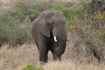 Elephant in the African Bush, South Africa