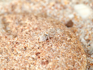 Small jumping spider camouflaged in the sand on the beach. Genus Pseudomogrus. Species unknown to science.