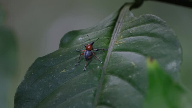 Camera zooms out and slides to the left revealing this weevil on a leaf in the forest, Metapocyrtus (Dolichocephalocyrtus) ruficollis, Philippines.