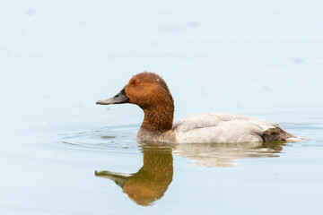 Close-up of male of the common pochard (Aythya ferina), brown and grey duck swimming in a pond

