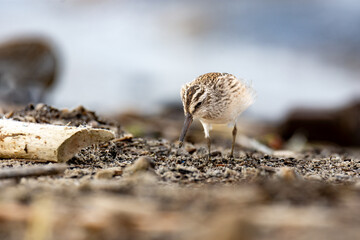 close-up of the broad-billed sandpiper (Calidris falcinellus) - a small wader (wading bird)
