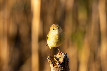 The common chiffchaff (Phylloscopus collybita) perching on twig