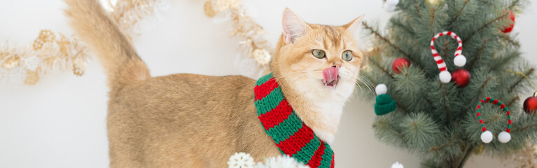 winter holiday and cat concept with british cat wear silk scarf and play with pine and christmas...