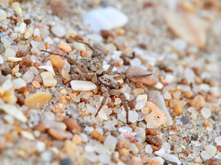 Hunting spider in beach sand. Berlandina plumalis
