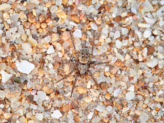 Hunting spider in beach sand. Berlandina plumalis
