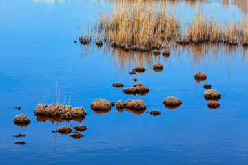 Dry reeds on the surface of the lake