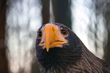Sea eagle close up portrait