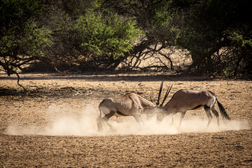 Fighting South African oryx (Oryx gazella) (Gemsbok) near Twee Rivieren in the Kgalagadi...