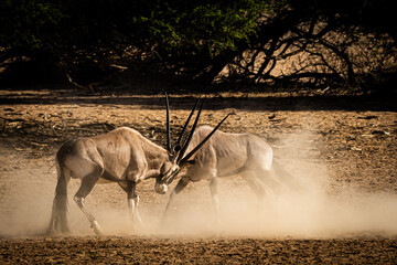 Fighting South African oryx (Oryx gazella) (Gemsbok) near Twee Rivieren in the Kgalagadi...