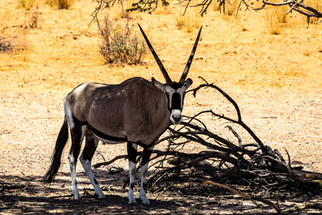 South African oryx (Oryx gazella) (Gemsbok) near Twee Rivieren in the Kgalagadi Transfrontier Park...