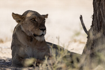Lazy lions in the Kgalagadi Transfrontier park
