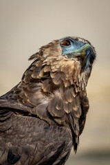 Juvenile Bateleur (Berghaan) (Terathopius ecaudatus) at Cubitje Quap in the Kgalagadi Transfrontier Park, Kalahari