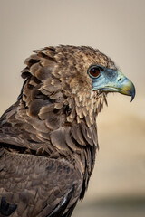 Juvenile Bateleur (Berghaan) (Terathopius ecaudatus) at Cubitje Quap in the Kgalagadi Transfrontier Park, Kalahari