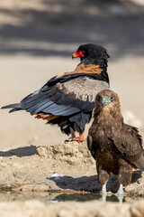 Juvenile Bateleur (Berghaan) (Terathopius ecaudatus) at Cubitje Quap in the Kgalagadi Transfrontier Park, Kalahari