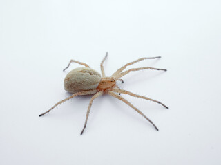 Ground hunting spider on a white background. Genus Thanatus.