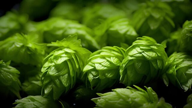 A zoomedin look at a kettle hop addition, where wholeleaf or pelletized hops are added to impart bitterness, flavor, and aroma to the brewing wort.