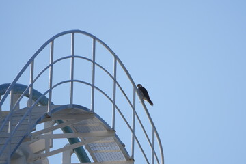 peregrine falcon on a roller coaster handrail
