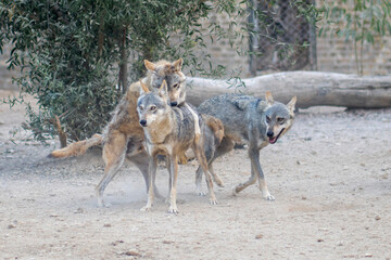 Arabian wolf Canis lupus intimate moments.