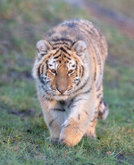 Junior amour tiger on the green grass