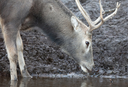 P&egrave;re David's Deer or Milu (Elaphurus davidianus)