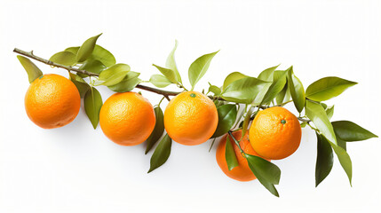 Ripe oranges on a branch isolated on white background