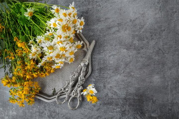 Chamomile apothecary and St. John's wort herb on a metal tray with antique scissors. Medicinal...