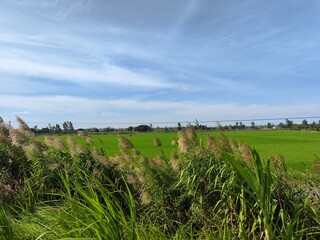Obraz premium Vietnam countryside landscape on a cloudy day, reed flower field, Rice fields on a cloudy day