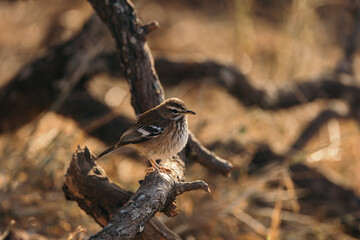 scrub robin perched on a branch