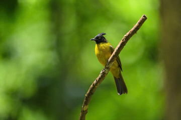 Fototapeta premium Black-headed Bulbul ( Brachypodius atriceps ) on branch birdwatching in the forest