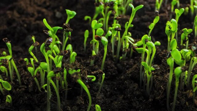 Timelapse of germination of rumex grain from the ground. Cultivation of plants in agricultural fields. High quality 4k footage