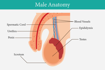 cross section of  Male reproductive system. median section. for  health education. eps 10