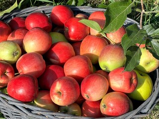 Basket of red apples ripe fruits in orchard.