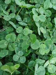 세잎클로버 네잎클로버