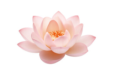 lotus blooming isolated on transparent background