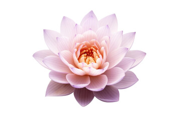 Purple lotus blooming isolated on transparent background