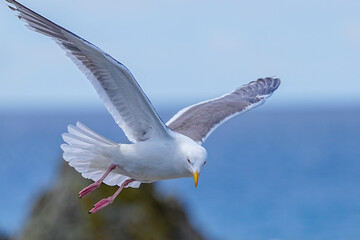 Obraz premium ウミネコ