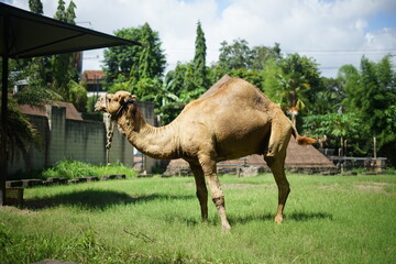 camel in the meadow