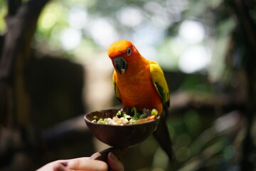 red and yellow macaw eat