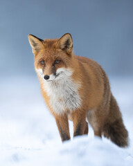 Naklejka na ściany i meble Fox Vulpes vulpes in winter scenery, Poland Europe, animal walking among snowy meadow