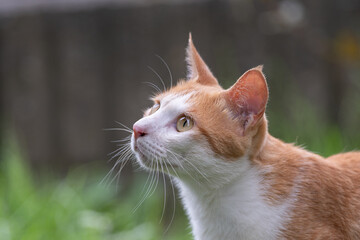 見つめる猫　茶トラ白