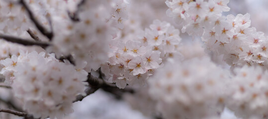 満開の桜