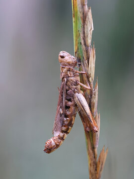 Entomophaga grylli, a fungus infecting grasshoppers, known as summit disease