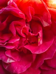 Naklejka premium Close up macro photo of a rose bud flower petals, red, pink color