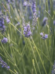 Obraz premium Beautiful blooming lavender growing in field