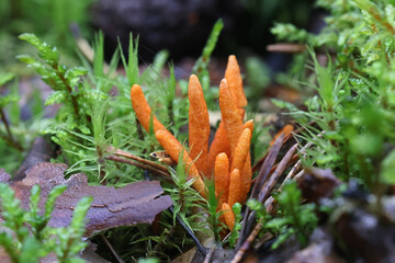 Cordyceps militaris, commonly known as Scarlet Caterpillar Club, entomopathogenic fungus from Finland