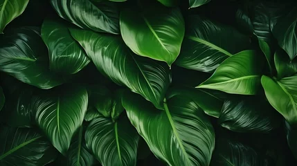Foto op Canvas Calathea Orbifolia green natural leaves background : Generative AI © Generative AI