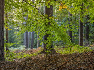 Fototapeta premium Schöner Mischwald mit Farn, in Hessen Marburg im Spätherbst