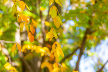 Small thin branches with golden yellow leaves of a tree illuminated by sunlight, touches of blue sky and reflections on blurred background, sunny day. Autumn concept and compositionv - Powered by Adobe