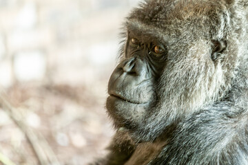 Close-up of a gorilla's face with serious and sad expression with blurred background, abundant black fur. Space for text