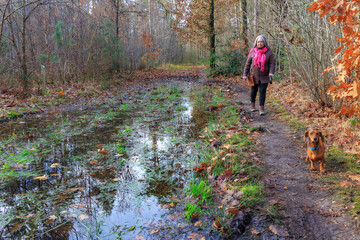 Trail flooded with rainwater and senior adult woman walking with her dog on shore, bare trees in...